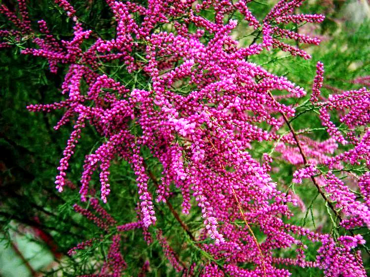 1629892991111478.jpg 紅柳 - 調整.jpg