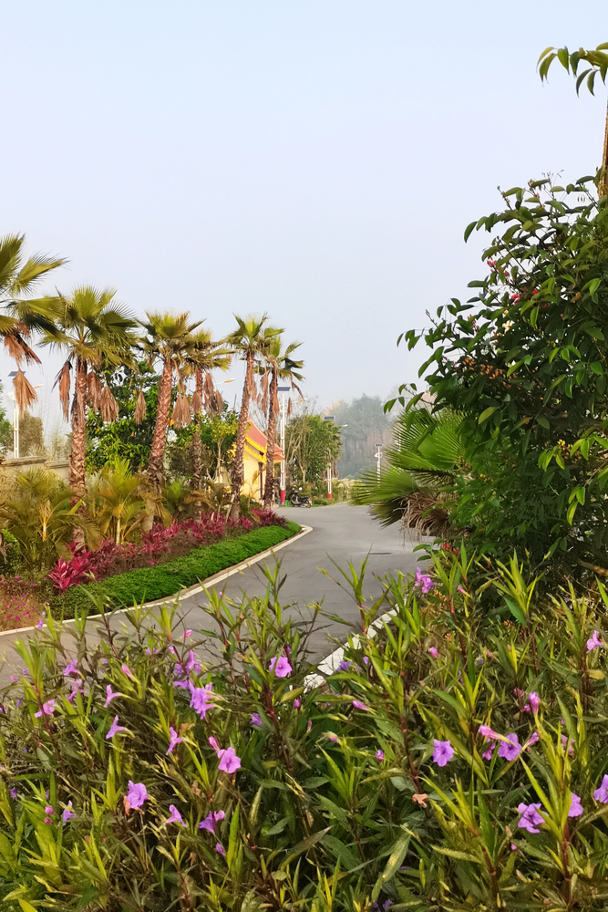 【發現建設一線的春景】春意濃濃的勐遮水廠3- 水投公司 布圖.jpg