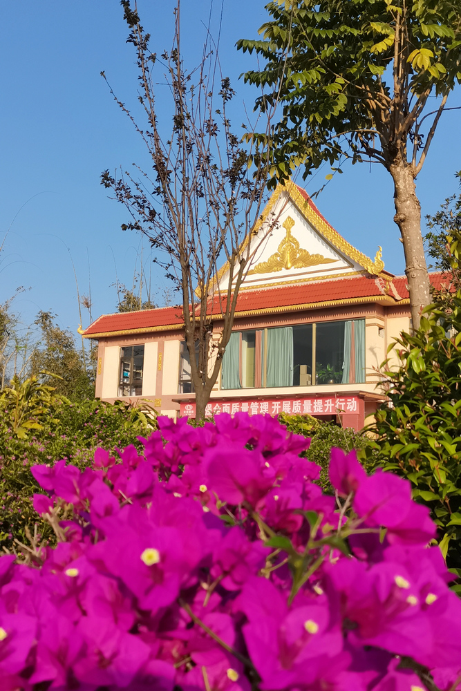 【發現建設一線的春景】春意濃濃的勐遮水廠1- 水投公司 布圖.jpg